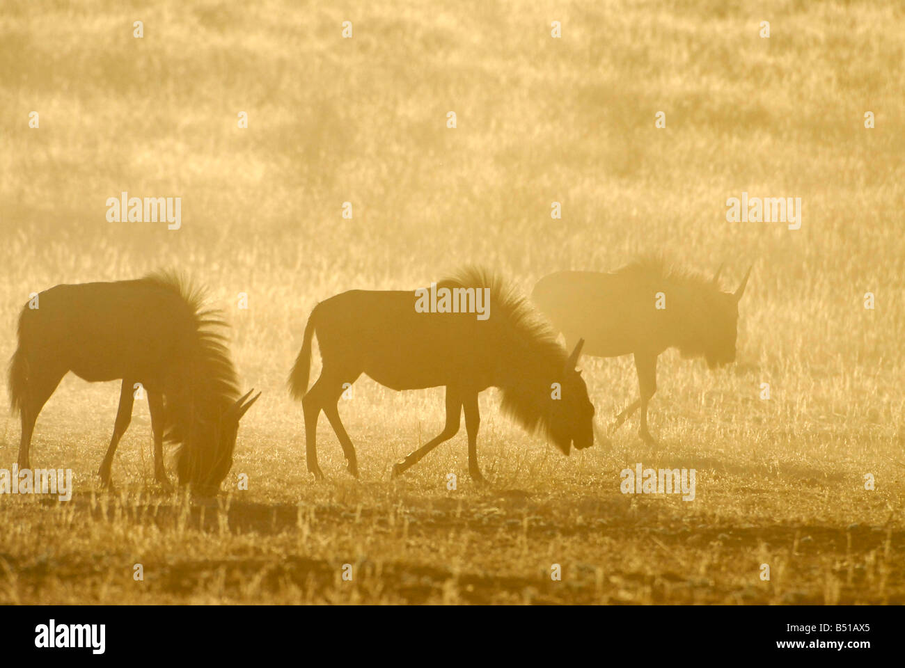 Le Gnou bleu ou chat, poussière dans gnu au petit matin sur la rivière Auob, Kgalagadi Transfrontier Park, Afrique du Sud Banque D'Images