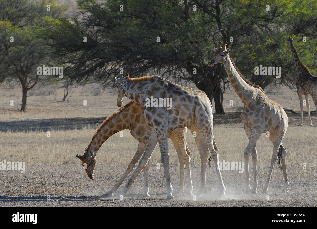 Girafe bulls combats dans la rivière Auob près de Mata Mata dans le parc transfrontalier de Kgalagadi, Afrique du Sud Banque D'Images