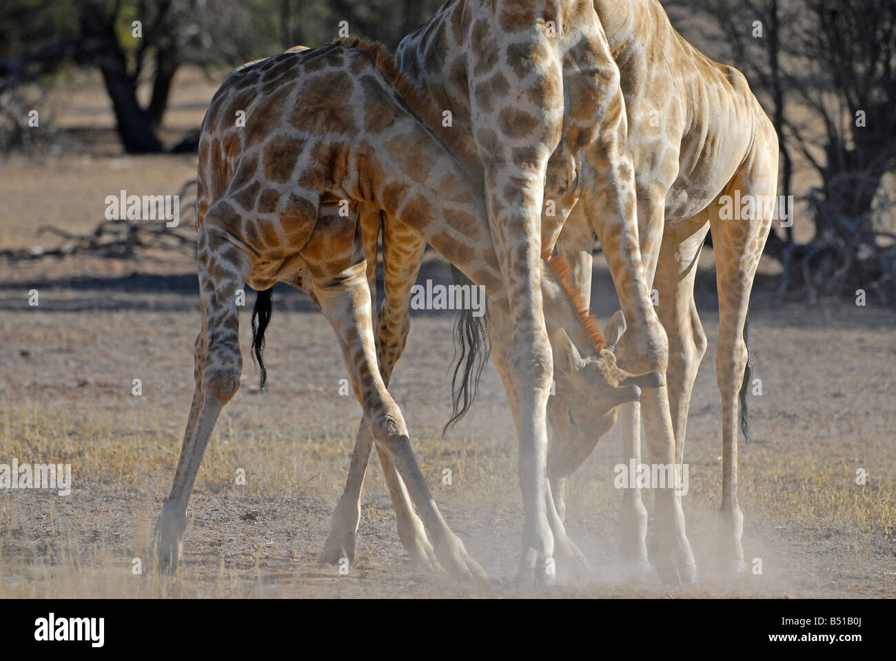 Les taureaux de combat dans girafe Auob à sec à riverbed Kgalagadi Transfrontier Park, Afrique du Sud. Ils ont été transférés d'Etosha Banque D'Images