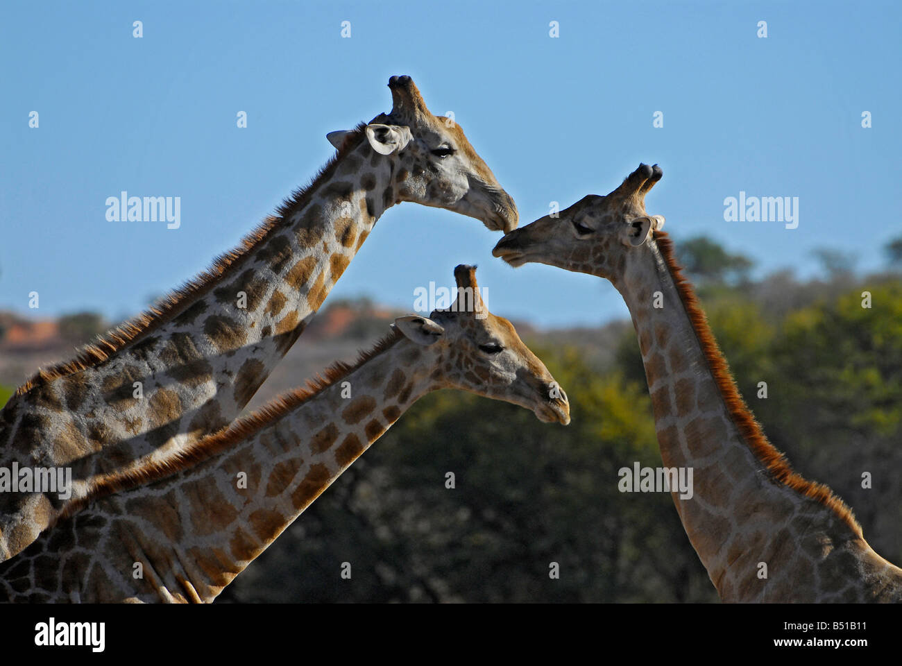 Dans la famille girafe Auob à sec à riverbed Kgalagadi Transfrontier Park, Afrique du Sud. Ils ont été transférés d'Etosha Banque D'Images