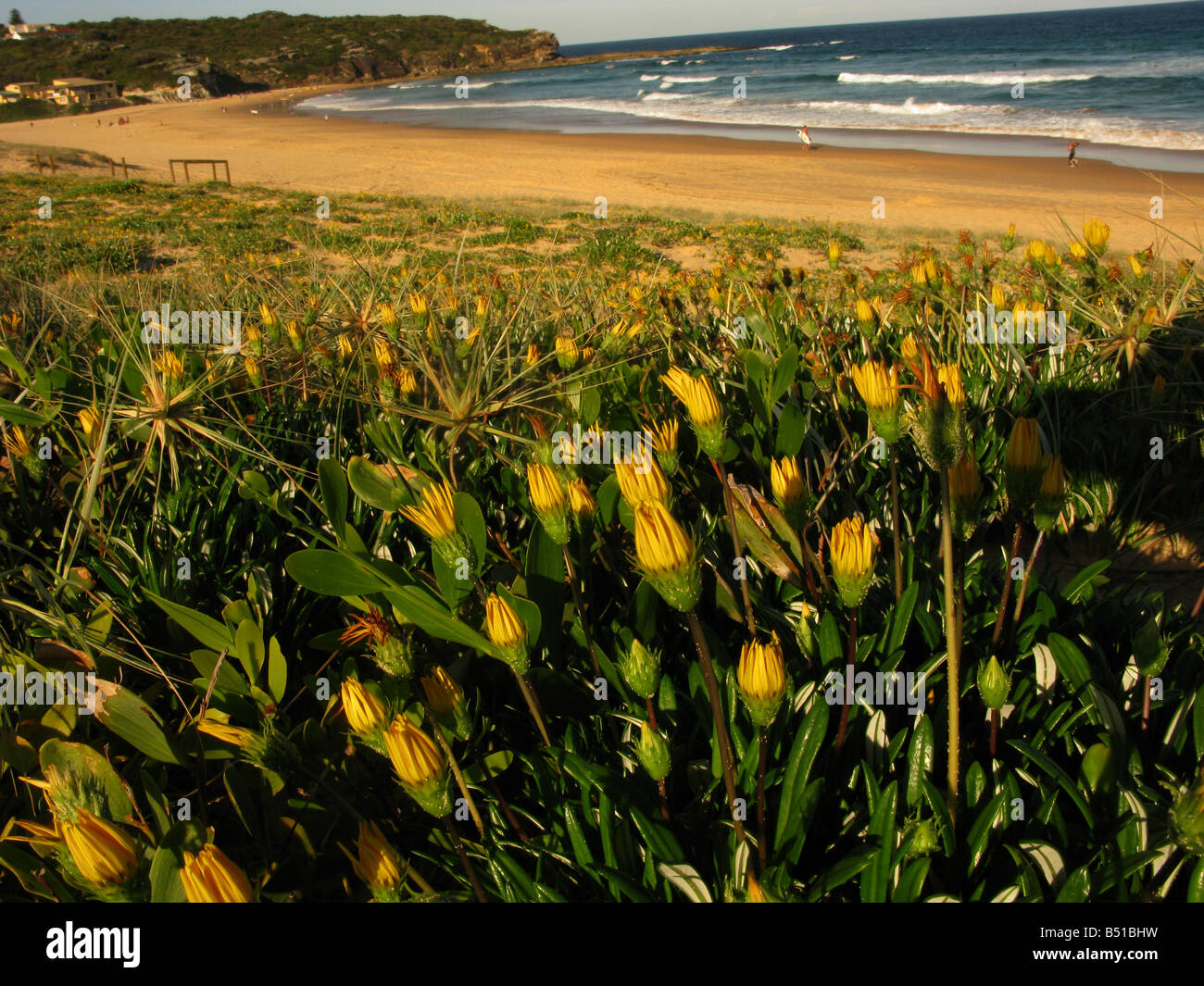 La végétation au bord de l'Australie Sydney Curl Curl Banque D'Images
