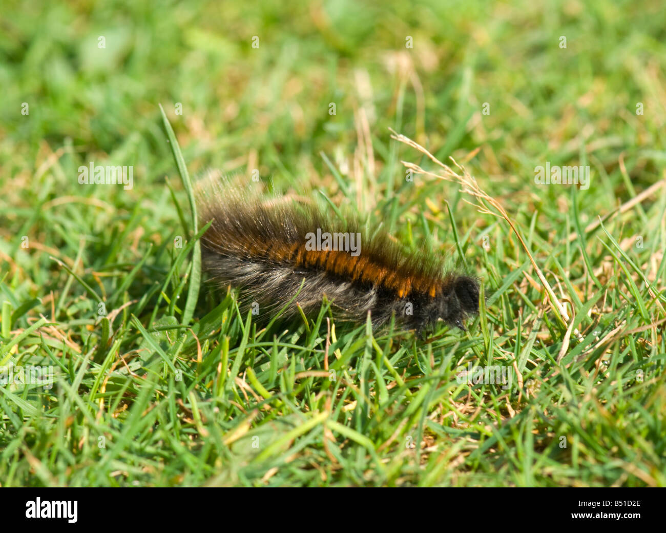 Fox Moth Caterpillar nouvelle Forêt Hampshire UK Banque D'Images