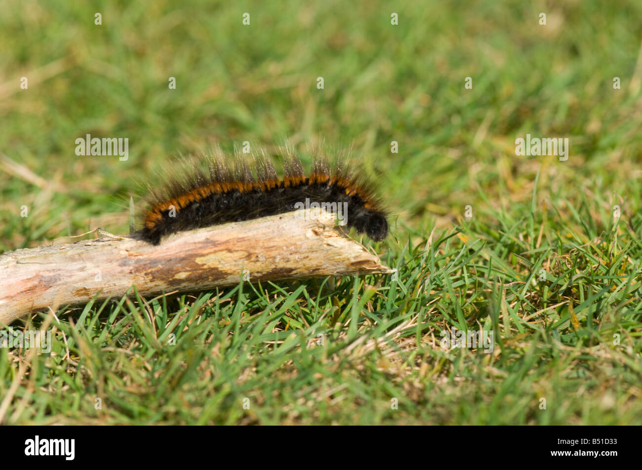 Fox Moth Caterpillar nouvelle Forêt Hampshire UK Banque D'Images