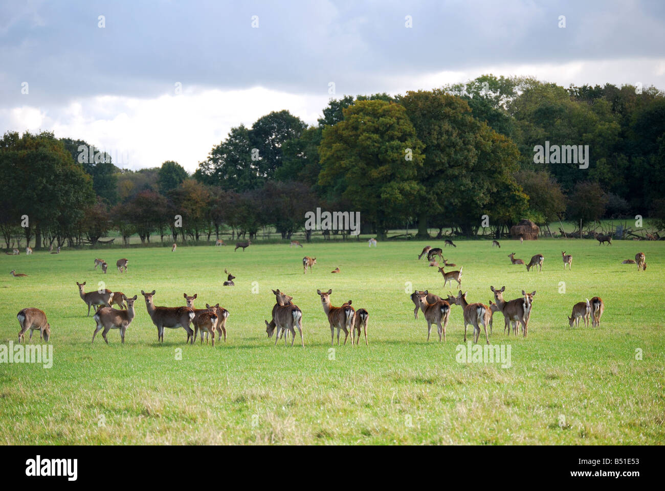 L'élevage de cerfs, Heaverham, Kent, Angleterre, Royaume-Uni Banque D'Images