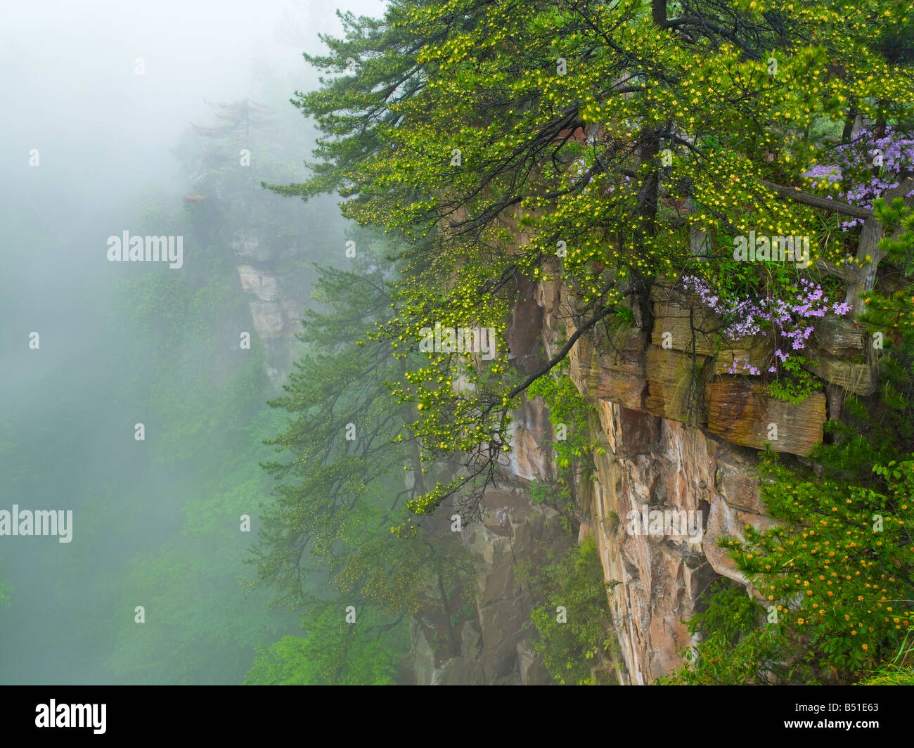Brouillard dans le Canyon de ZhangJiaJie Banque D'Images
