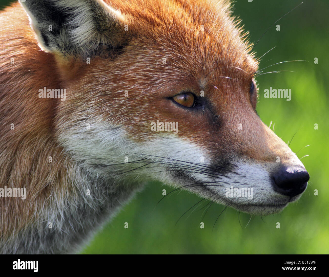 European Red Fox (Vulpes vulpes) portrait, UK Banque D'Images