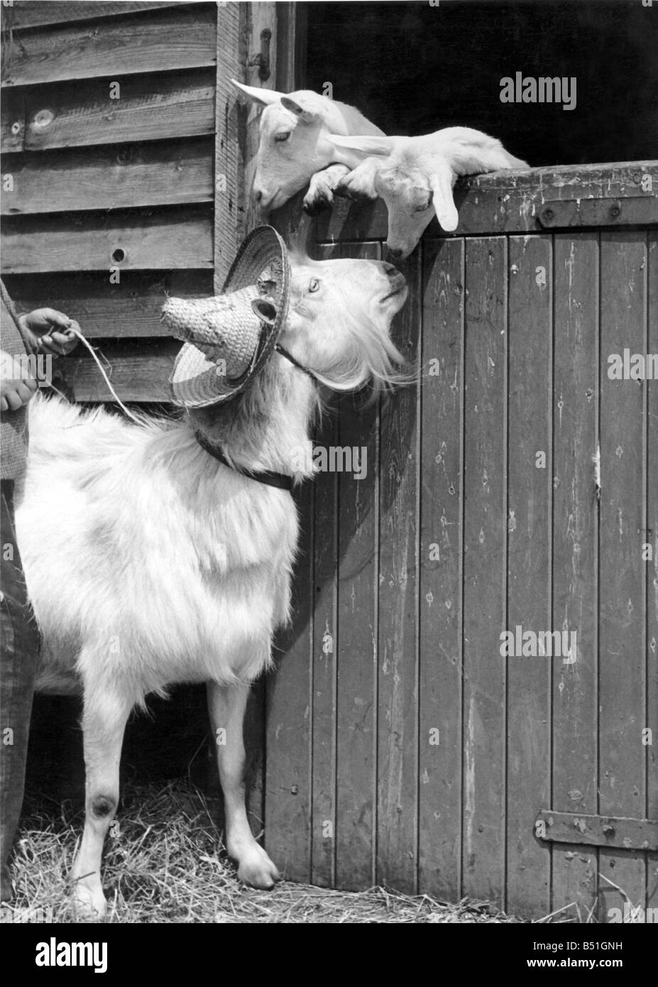 Les chèvres les animaux;Certaines hat, a déclaré que les enfants. Chapeau de soleil, corrigée de Grand-mère chèvre. Eh bien, c'est sympa, de toute façon, dit les jeunes. Ah, oui, r Banque D'Images