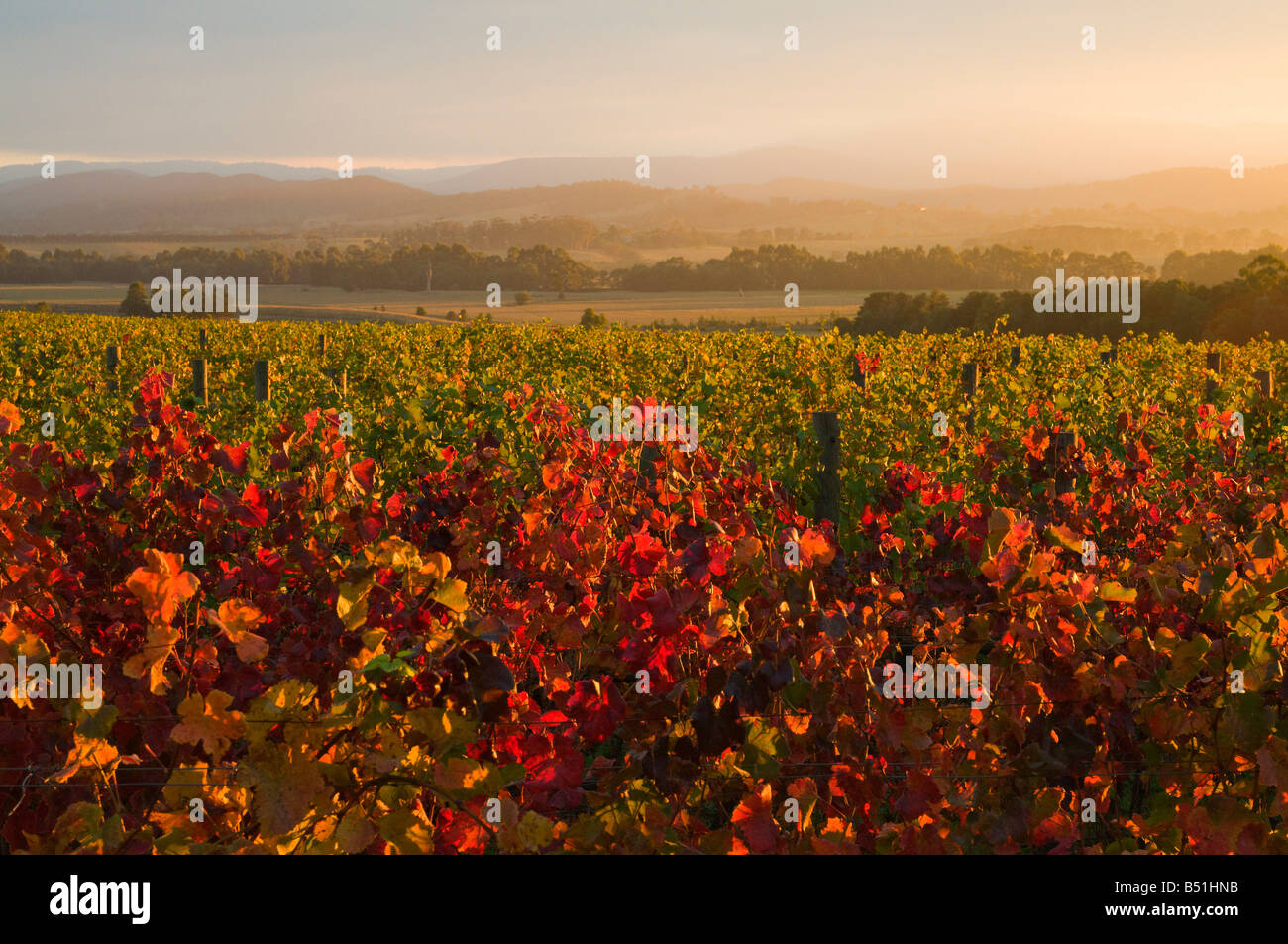 Vignoble, Yarra Valley, Victoria, Australie Banque D'Images