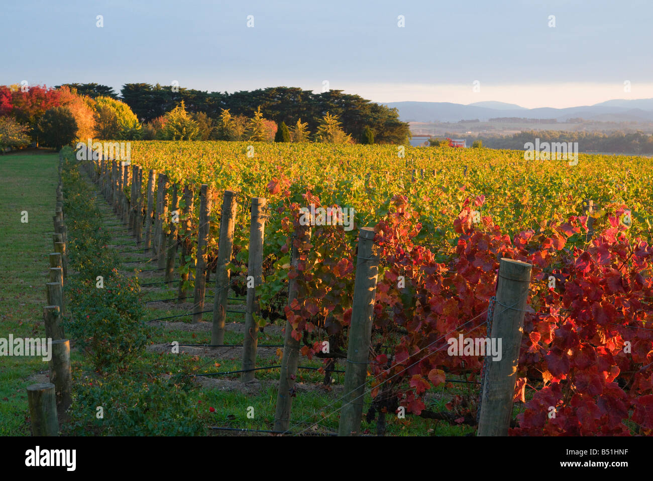 Vignoble, Yarra Valley, Victoria, Australie Banque D'Images