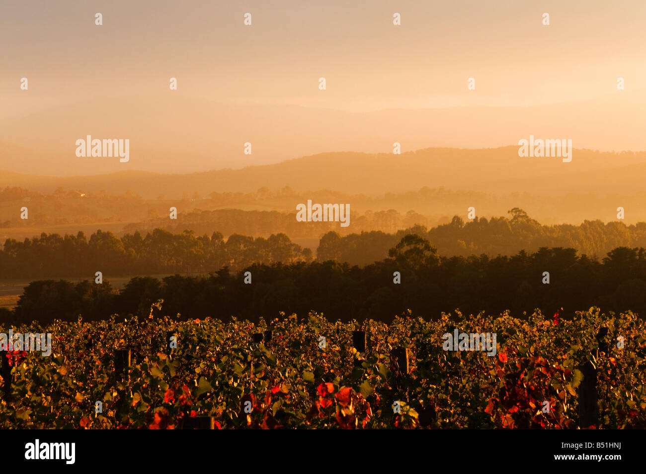Vignoble, Yarra Valley, Victoria, Australie Banque D'Images
