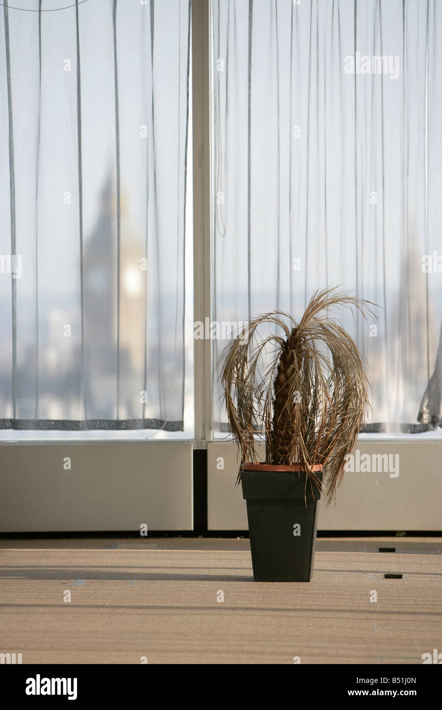 Plante morte in office Banque D'Images