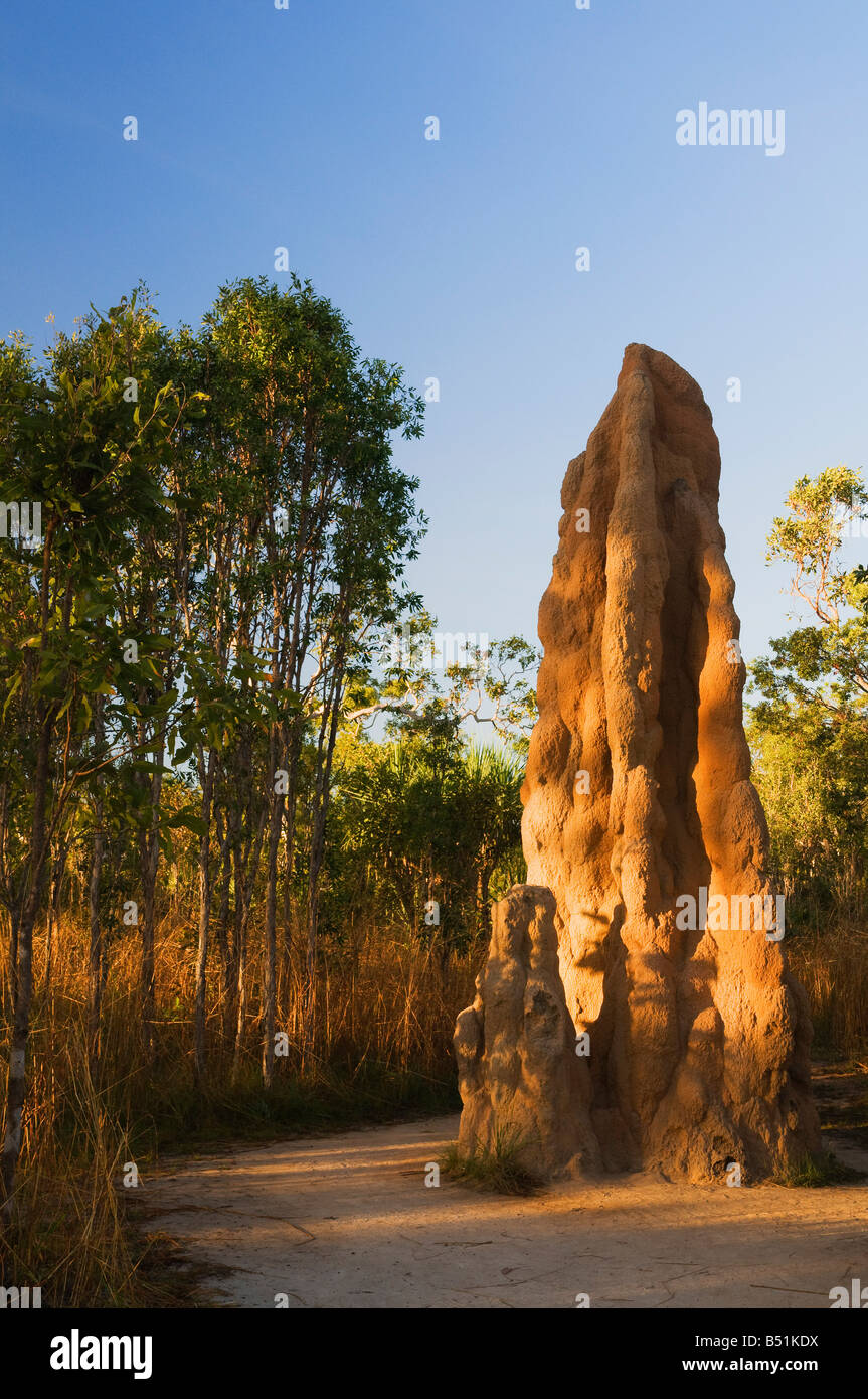 Les termites magnétiques pochettes), Litchfield National Park, Territoire du Nord, Australie Banque D'Images