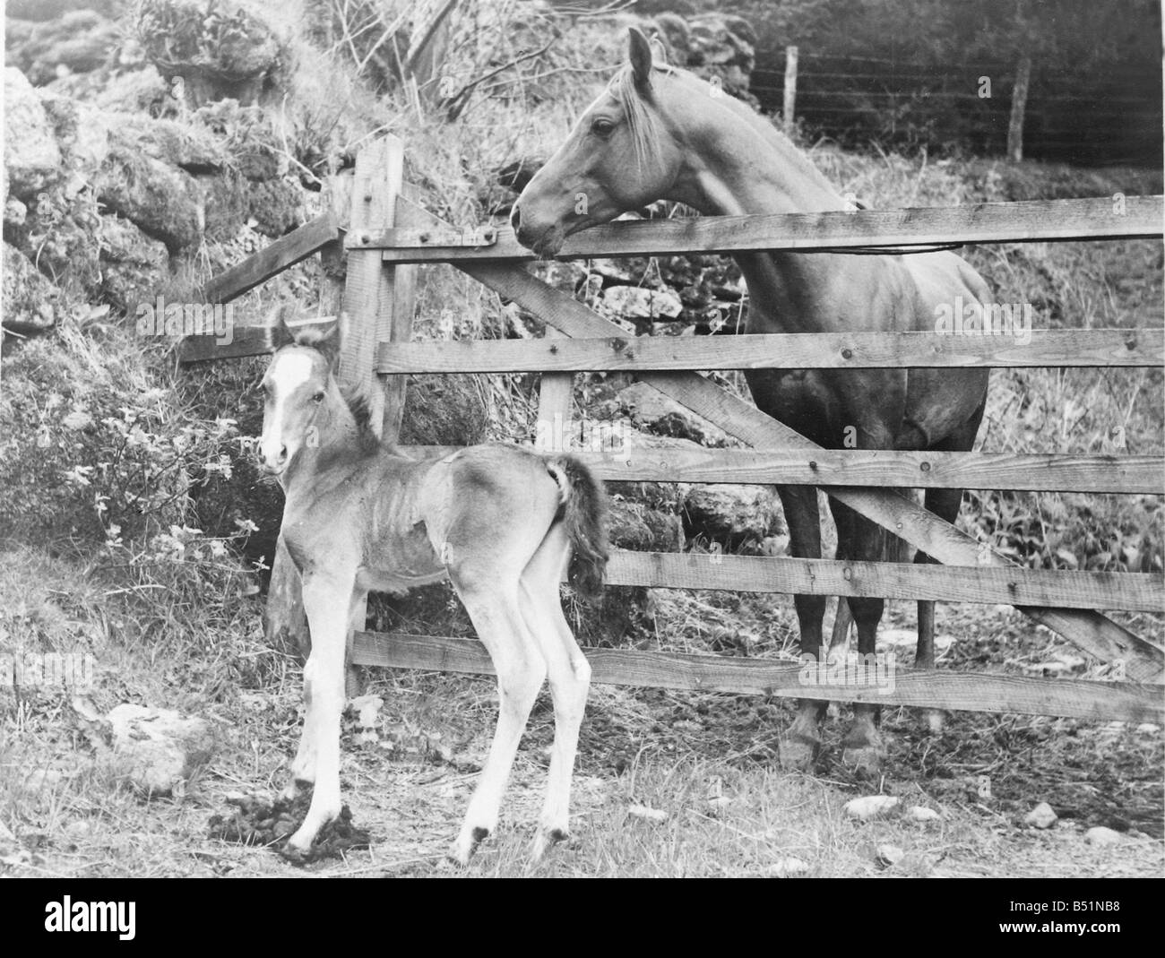Rusturn Bey étalon arabe appartenant à Mme Freda Wilkinson, rires, Dartmoor poulain avec il, père de Dartmoor sauvages mare.;Lewis 28/ Banque D'Images