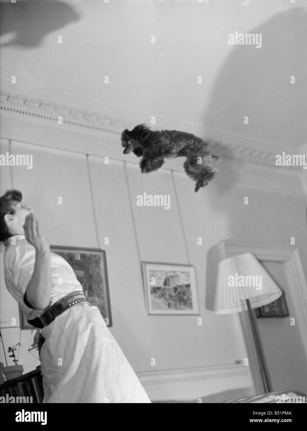F W Reed DM photographe personnel;29 février 1952;Mandy's flying caniche, seulement 10,5 pouces de haut et très peu de temps, mais il dépasse largement son doggy correspondants en sautant. Il appartient à Mme L E Davies, Percy St, Londres. Peut aller de 10 à 12 pieds à la terre sur une personnes épaules. Propose de nous la faire valoir une fortune.;29/2/1952;C1058/3 Banque D'Images