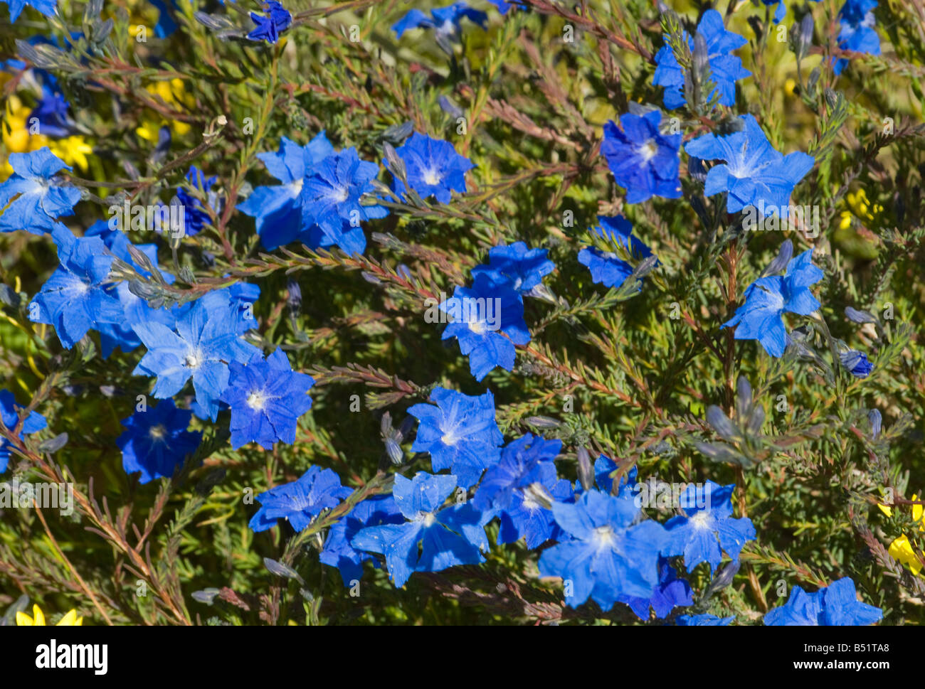 Laschenaultia bleu de fleurs sauvages de l'Australie de l'Ouest Banque D'Images
