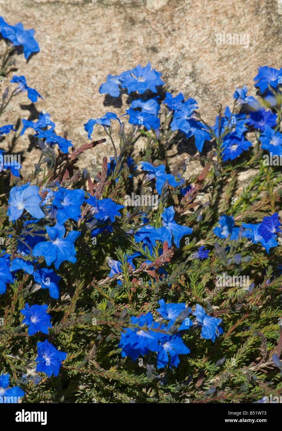 Laschenaultia bleu de fleurs sauvages de l'Australie de l'Ouest Banque D'Images