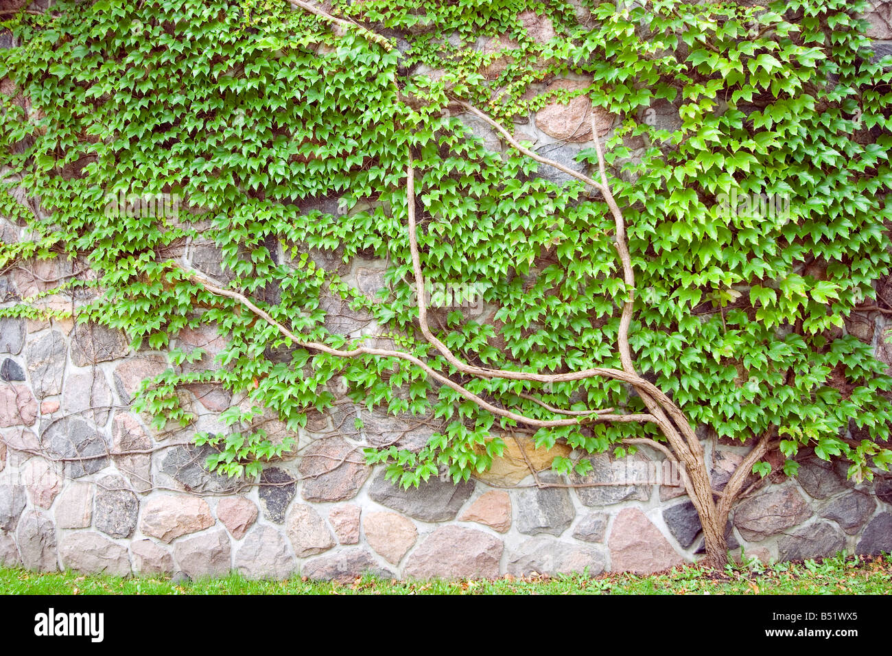 Fond naturel plante grimpeur Banque D'Images