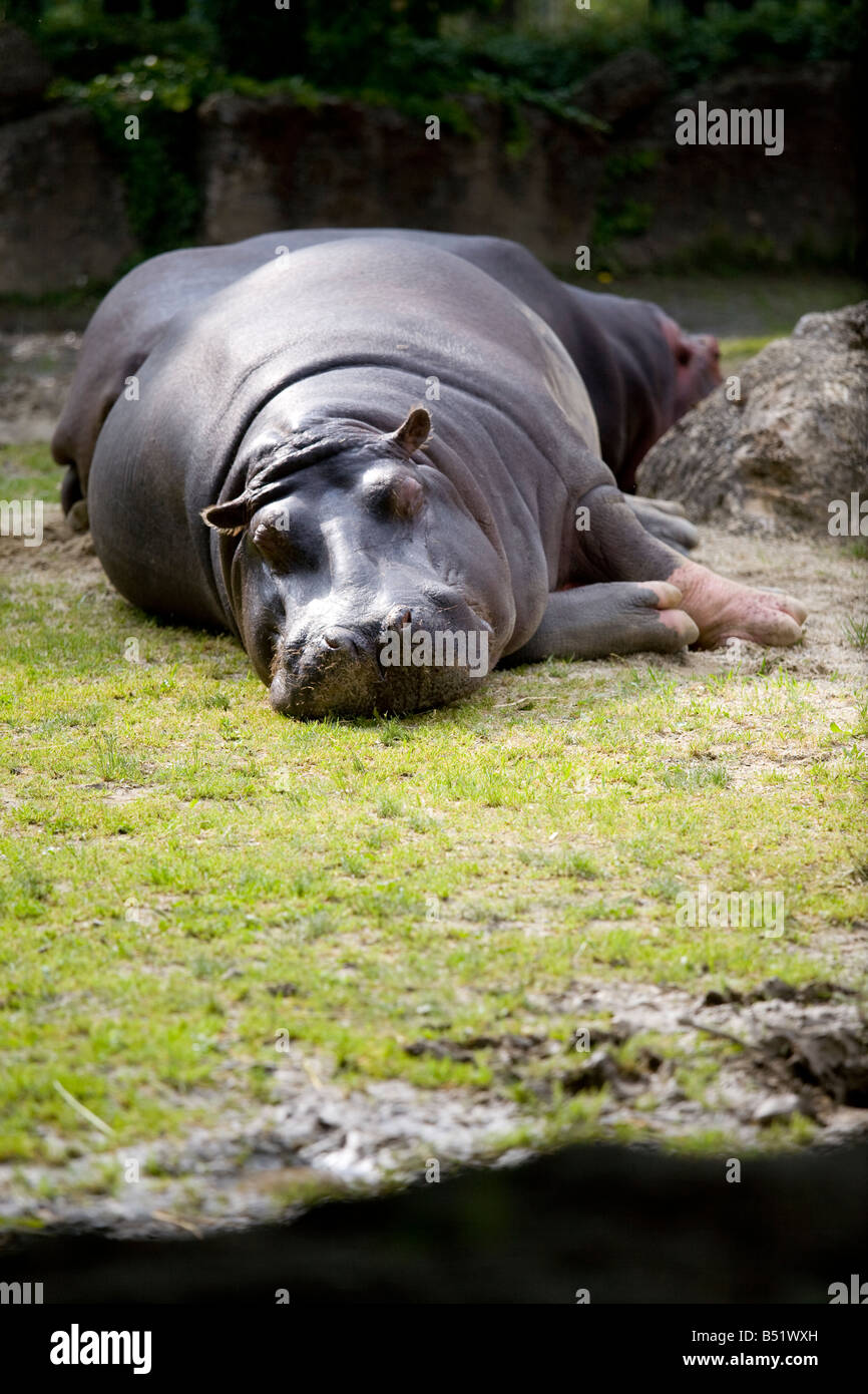 Hippopotamus Hippopotamus amphibius Banque D'Images