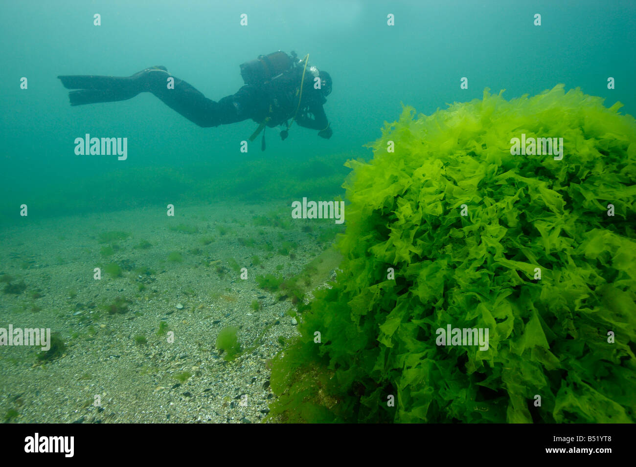 Ulva lactuca scuba diver avec laitue de mer Banque D'Images