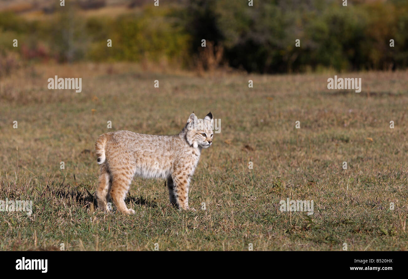 Jeune lynx roux Banque D'Images