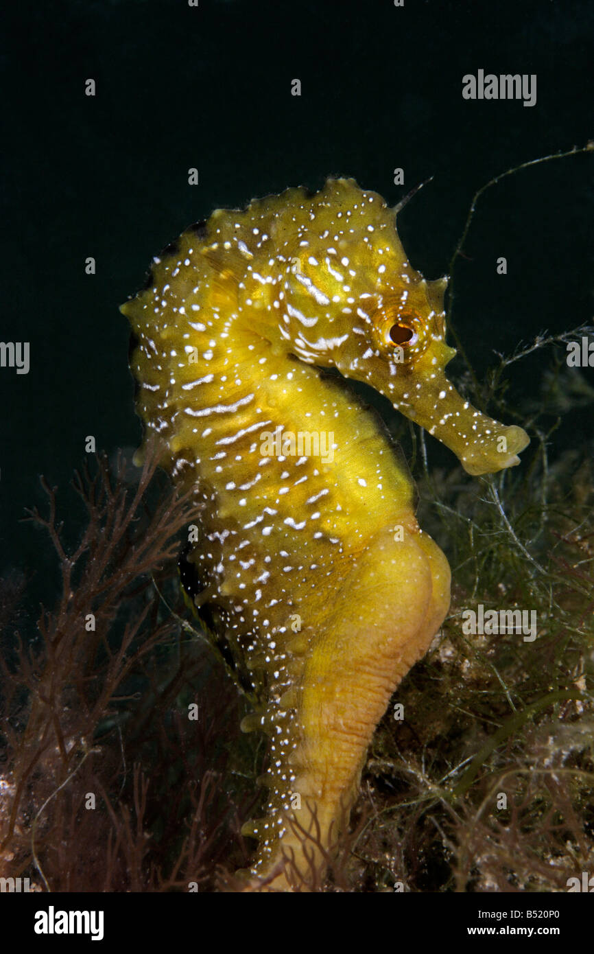 Hippocampus guttulatus Hippocampus ramulosus hippocampe Long snouted Banque D'Images