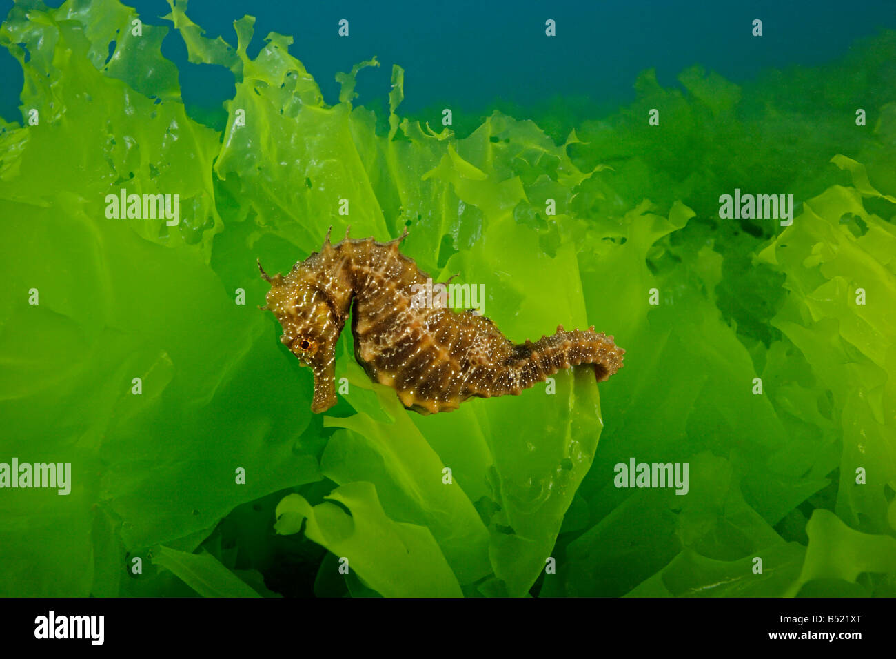 Hippocampus guttulatus Hippocampus ramulosus hippocampe Long snouted Banque D'Images