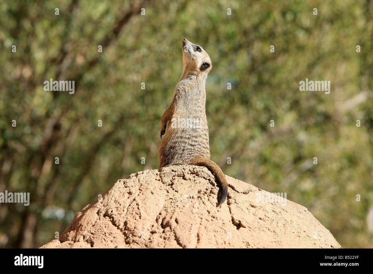 Meerkat, Oudtshoorn, Petit Karoo, Afrique du Sud Banque D'Images