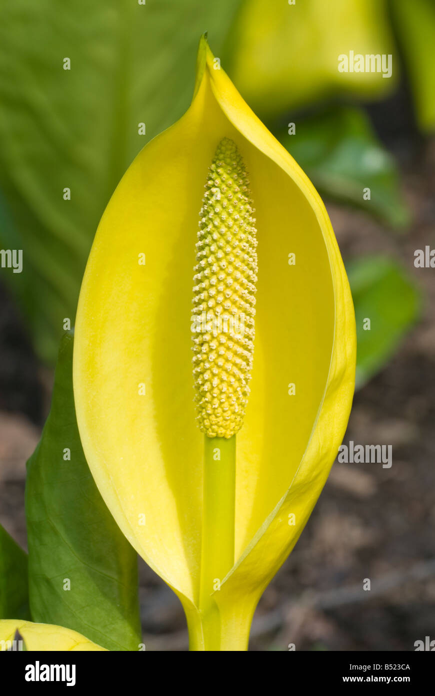 Fleur du Lysichiton americanus ou le choux Banque D'Images