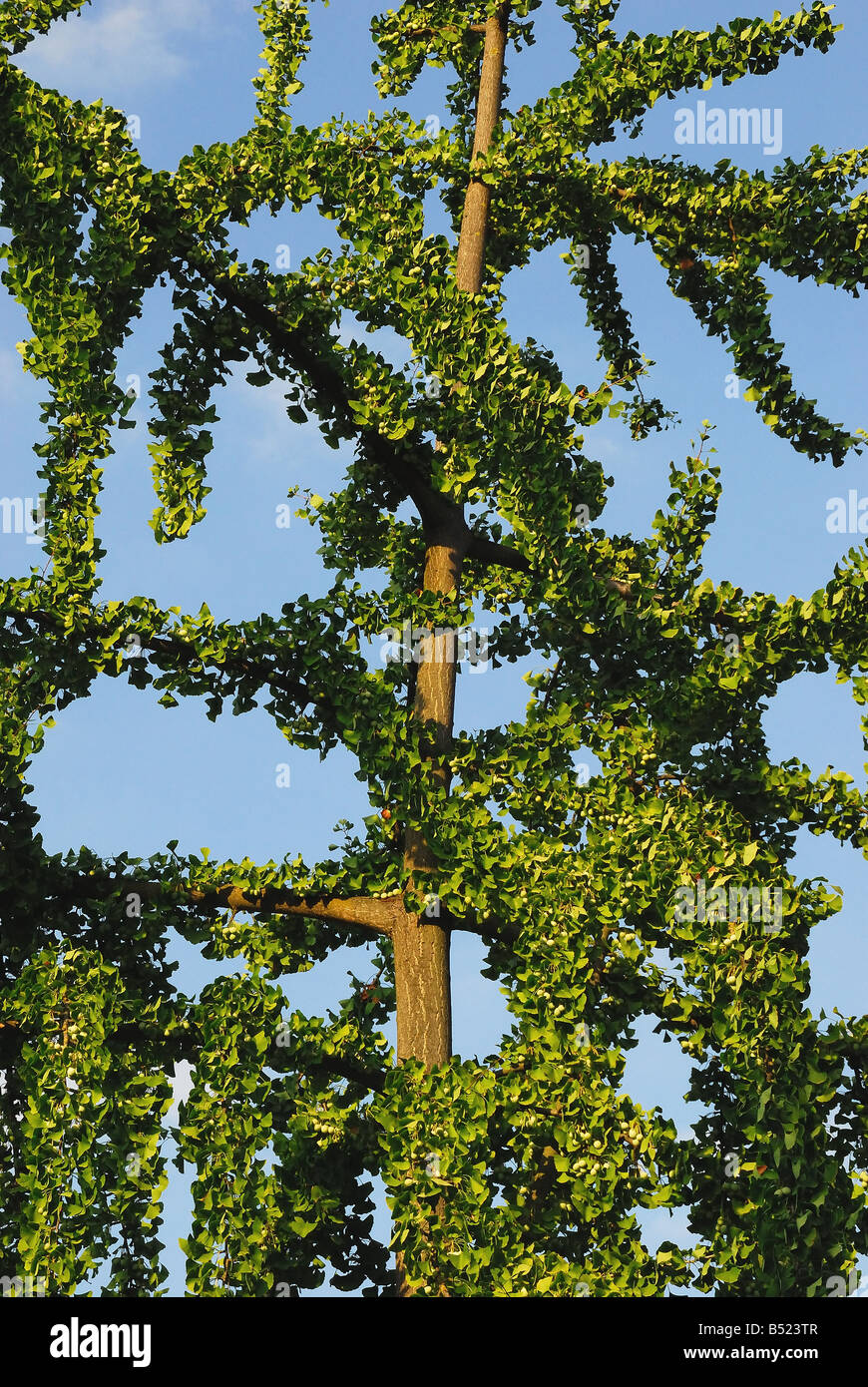 Un arbre de ginkgo Banque D'Images