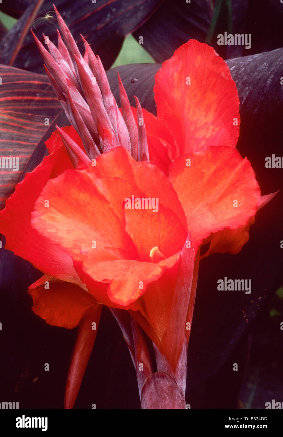 Canna 'Sunset' Fleur rouge, plante de jardin exotique Banque D'Images