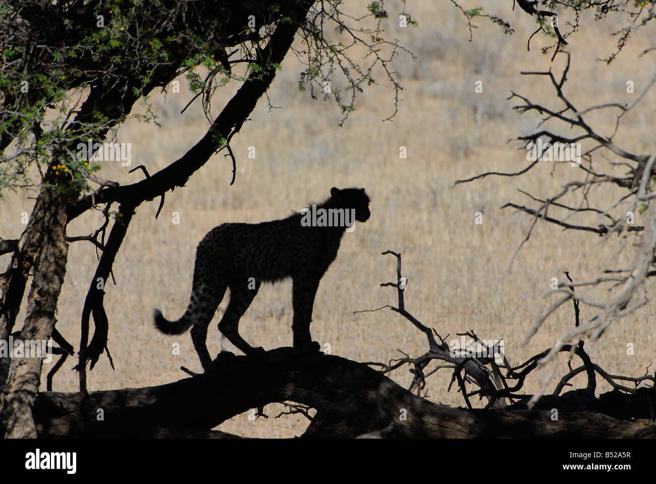 Les jeunes guépards silhouetté sur viewpoint dans près de la rivière Auob Mata Mata dans le parc transfrontalier de Kgalagadi, Afrique du Sud Banque D'Images