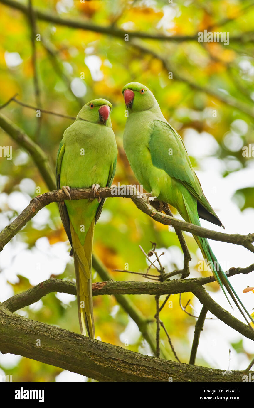 Perruche à collier Psittacula krameri Rose Richmond Park Londres Banque D'Images