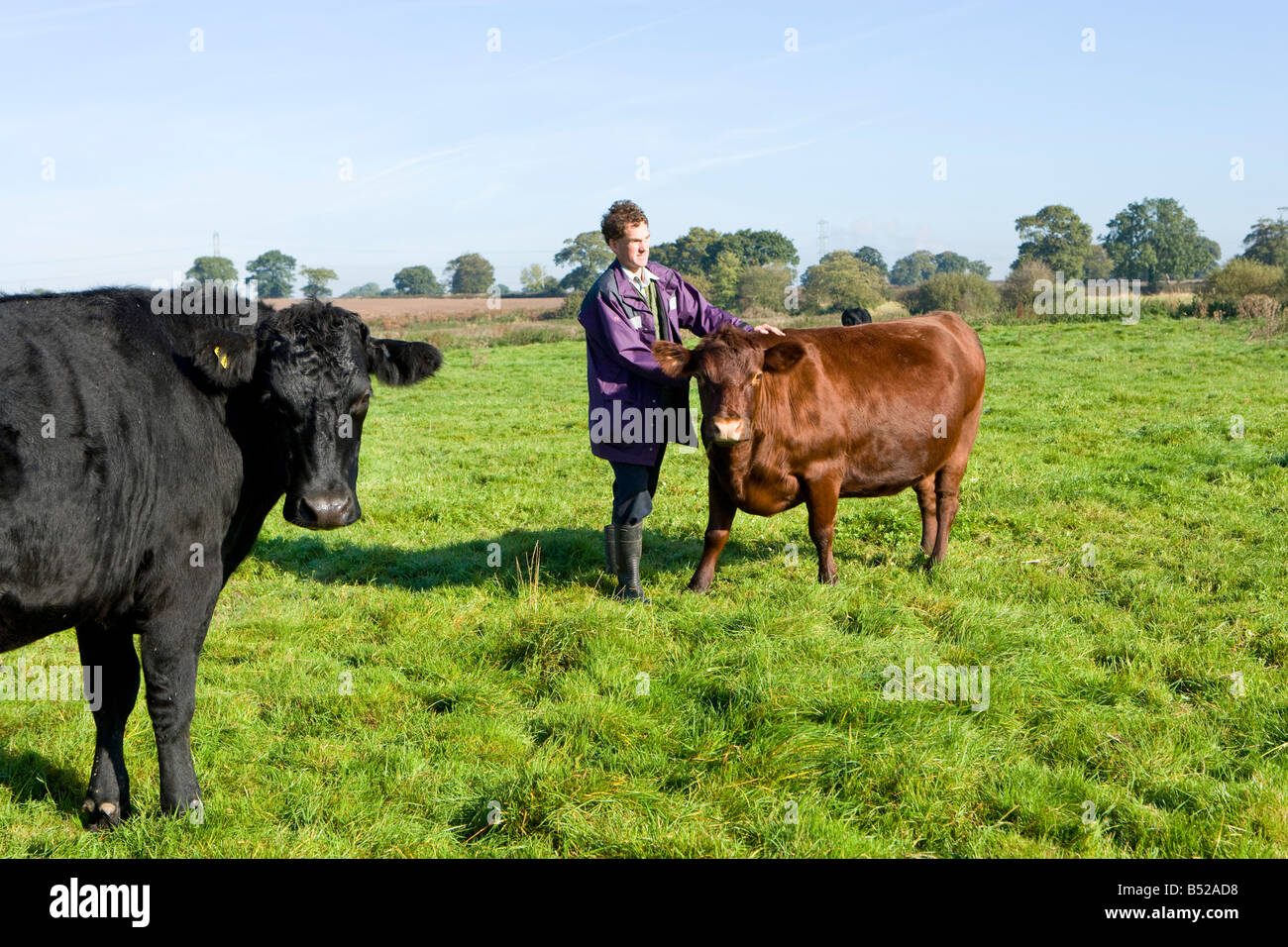 Agriculteur avec son troupeau de bovins de race rare Sizerin blanchâtre Banque D'Images