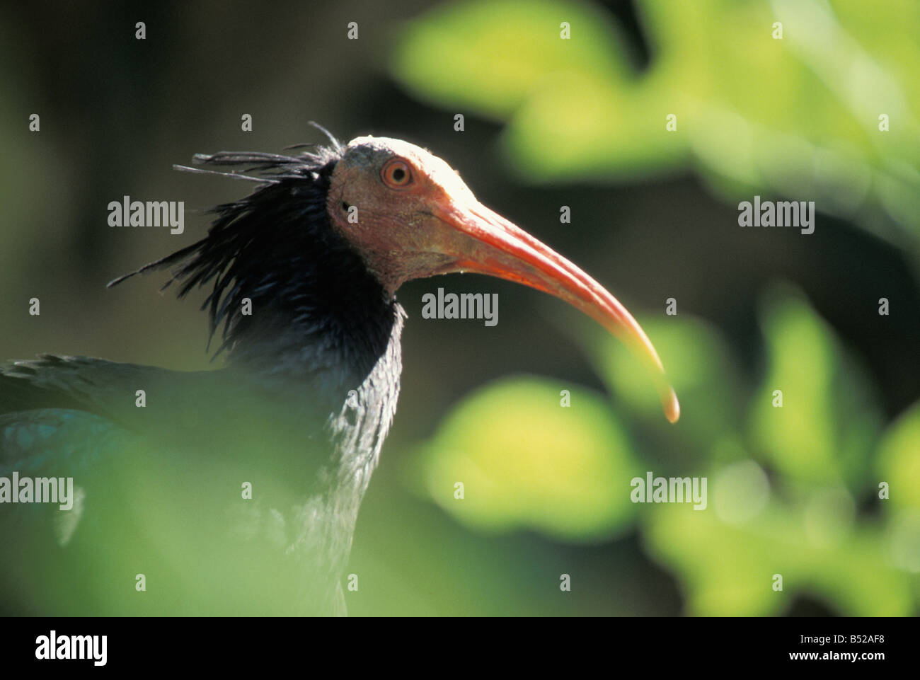 Ibis chauve Geronticus eremita Ibis Ermite portrait portrait animal animaux adultes animaux oiseaux oiseaux Europe Europa noir horizont Banque D'Images