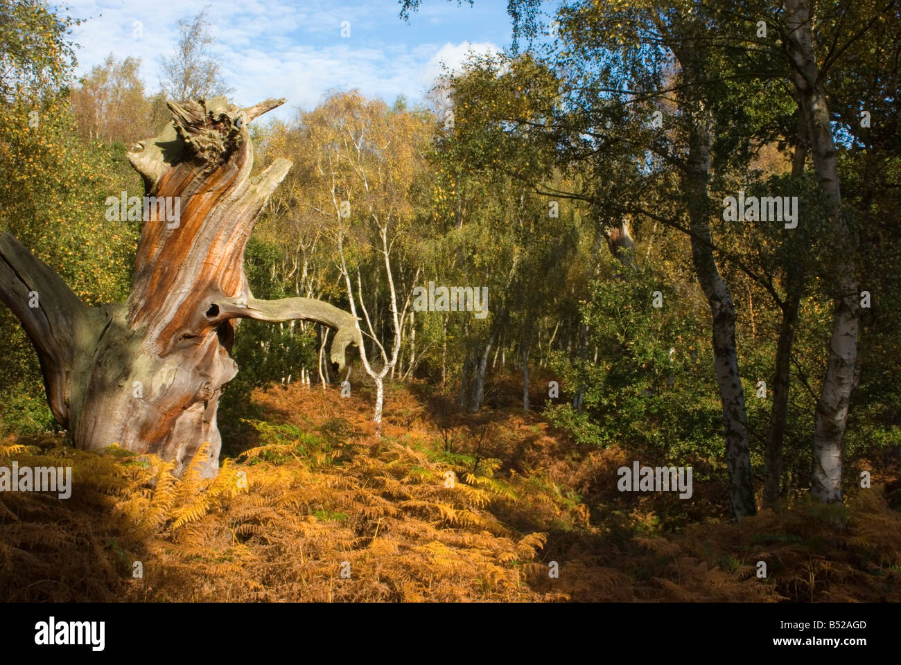 Vieux Chêne pourri dans la forêt de Sherwood, Nottinghamshire. Banque D'Images