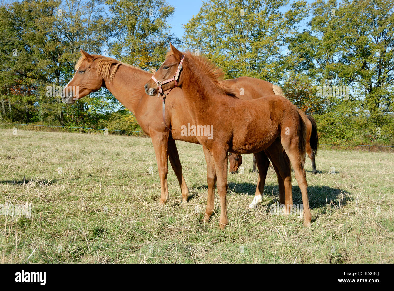 Stock photo d'une jument arabe poulain et Banque D'Images
