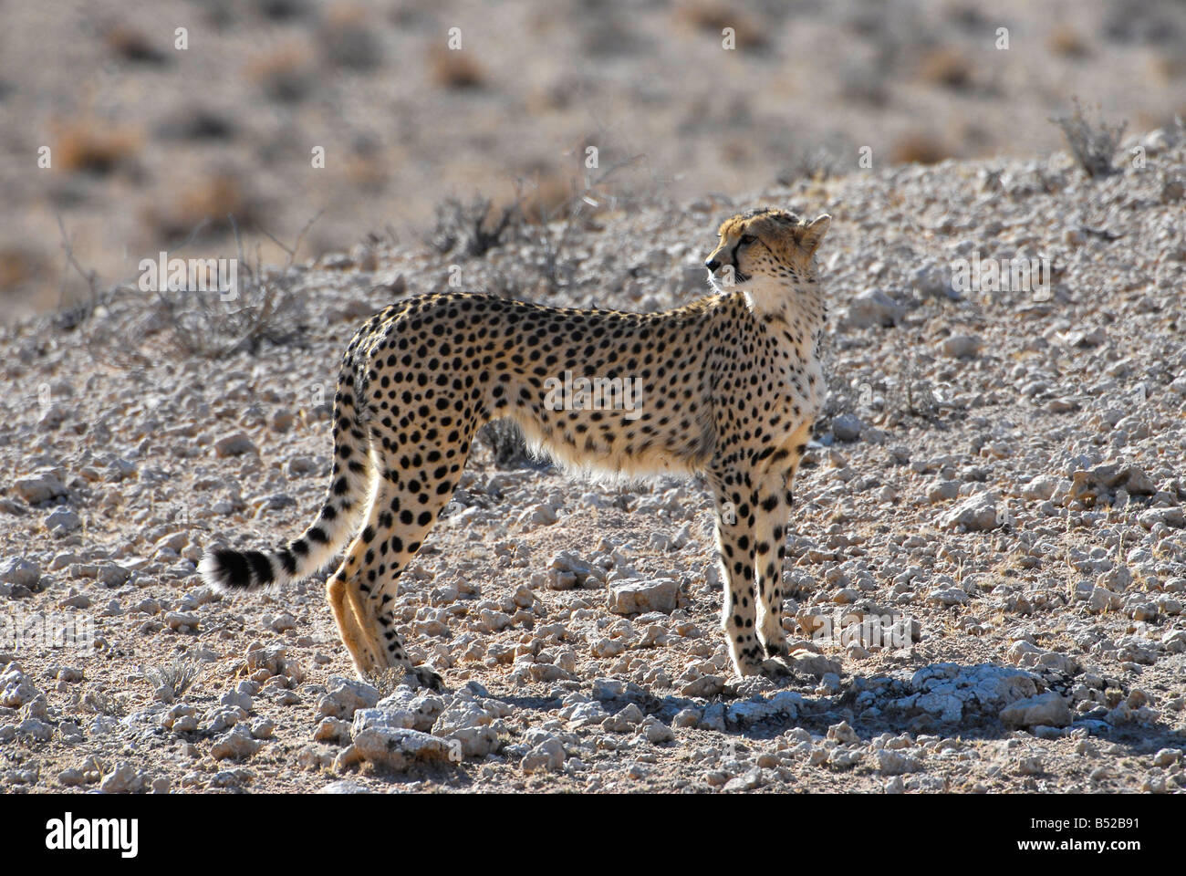 Le guépard chasse dans la rivière Auob près de Mata Mata dans le parc transfrontalier de Kgalagadi, Afrique du Sud Banque D'Images