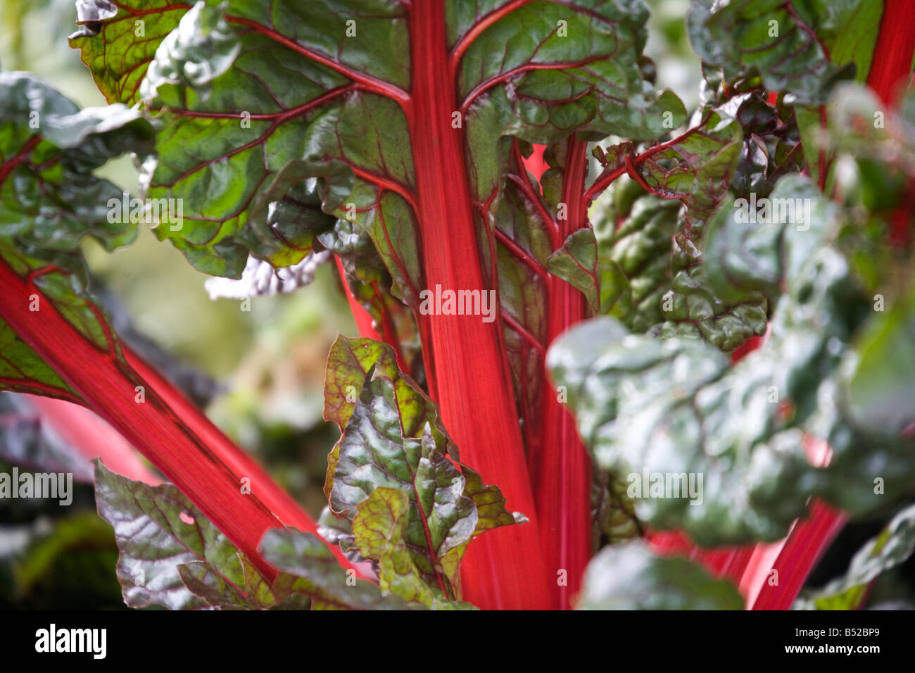 Bette à carde rouge Beta vulgaris Banque D'Images