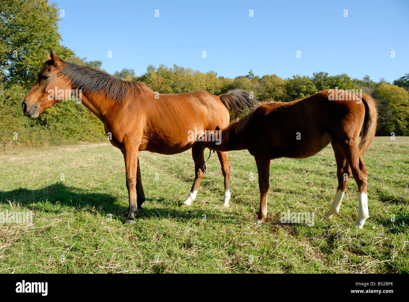 Stock photo d'un poulain arabe suckling de sa mère l'image a été prise dans la région de France Banque D'Images