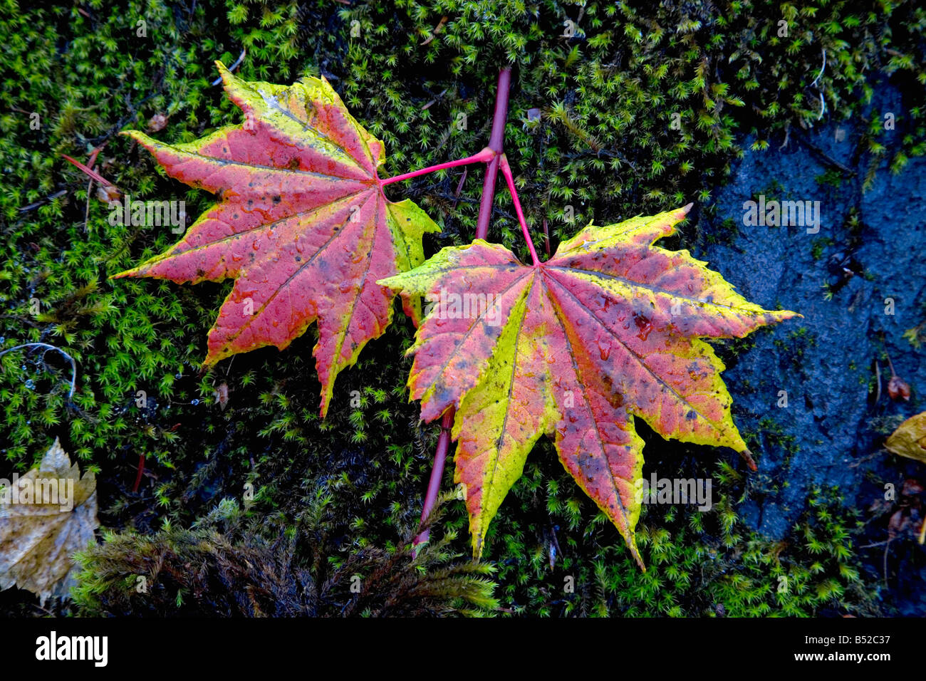 Vine feuilles d'érable à l'automne près de Clear Lake dans l'Oregon Cascades Banque D'Images