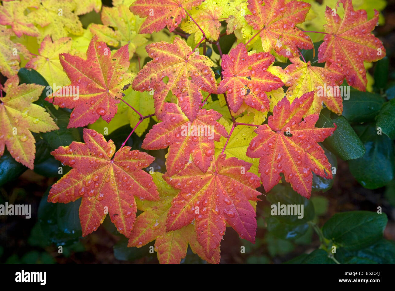 Vine feuilles d'érable se changeant en jaune et rouge au cours de l'automne couleur changer à Clear Lake, centre de l'Oregon Cascade Mountains. Banque D'Images