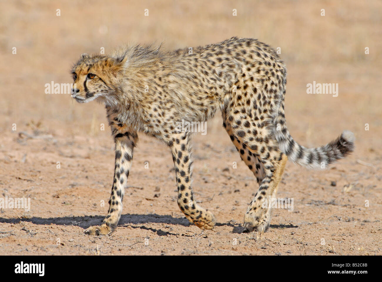 Les jeunes en marche cheetah riverbed Auob poussiéreux près de Mata Mata dans le parc transfrontalier de Kgalagadi, Afrique du Sud Banque D'Images