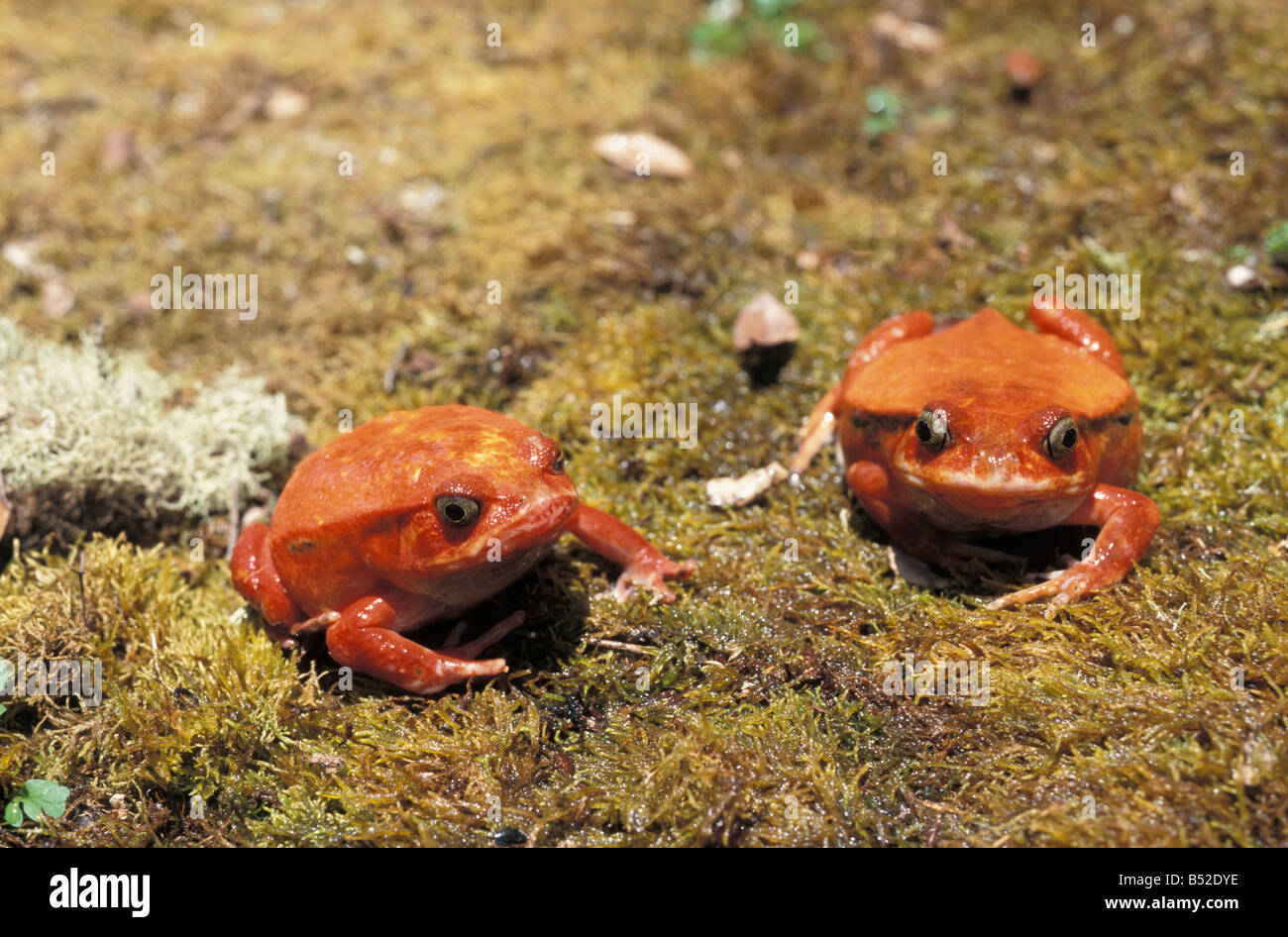 Crapaud Grenouille Tomate Tomate Perinet Dyscophus antongilii Madagascar Afrique adultes animal animaux amphibiens grenouilles grenouille l'horizontale Banque D'Images