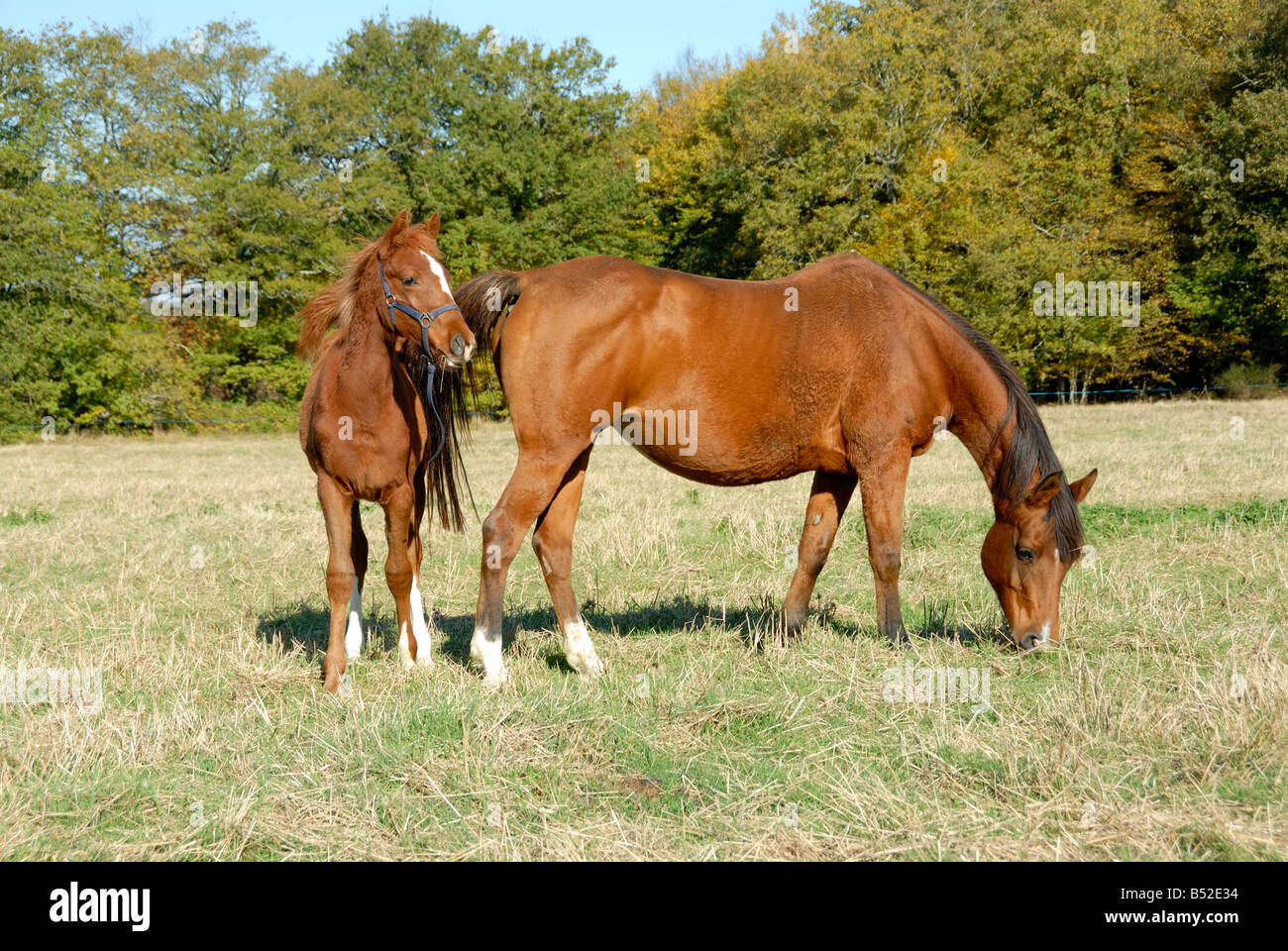 Stock photo d'une jument arabe poulain et Banque D'Images