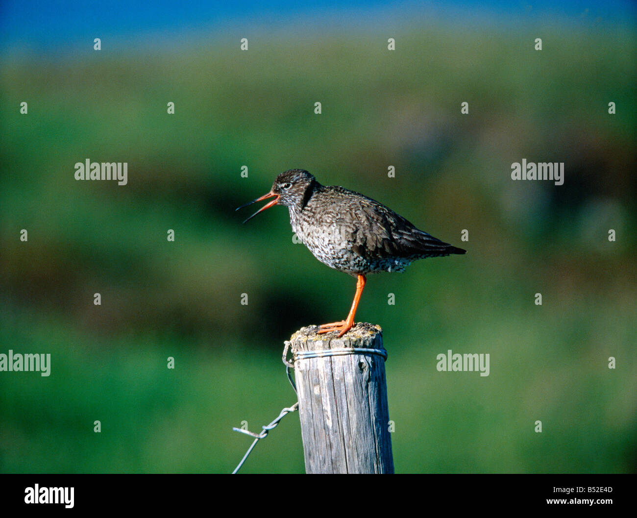 Marine Chevalier arlequin Tringa totanus Post sur des animaux adultes communication animale animaux oiseaux oiseaux appelant Europa Europe ho Banque D'Images