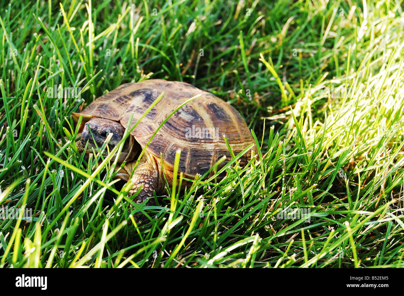 Tortue tortue d'Horsfield Russion Asie centrale tortue Testudo horsfieldii Agrionemys horsfieldii Banque D'Images