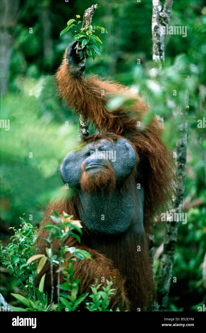 Pongo pygmaeus orang outang de Tanjung Puting reserve de direction de la réserver Dr Birute Galdikas KALIMANTAN Bornéo INDONÉSIE Aff Banque D'Images