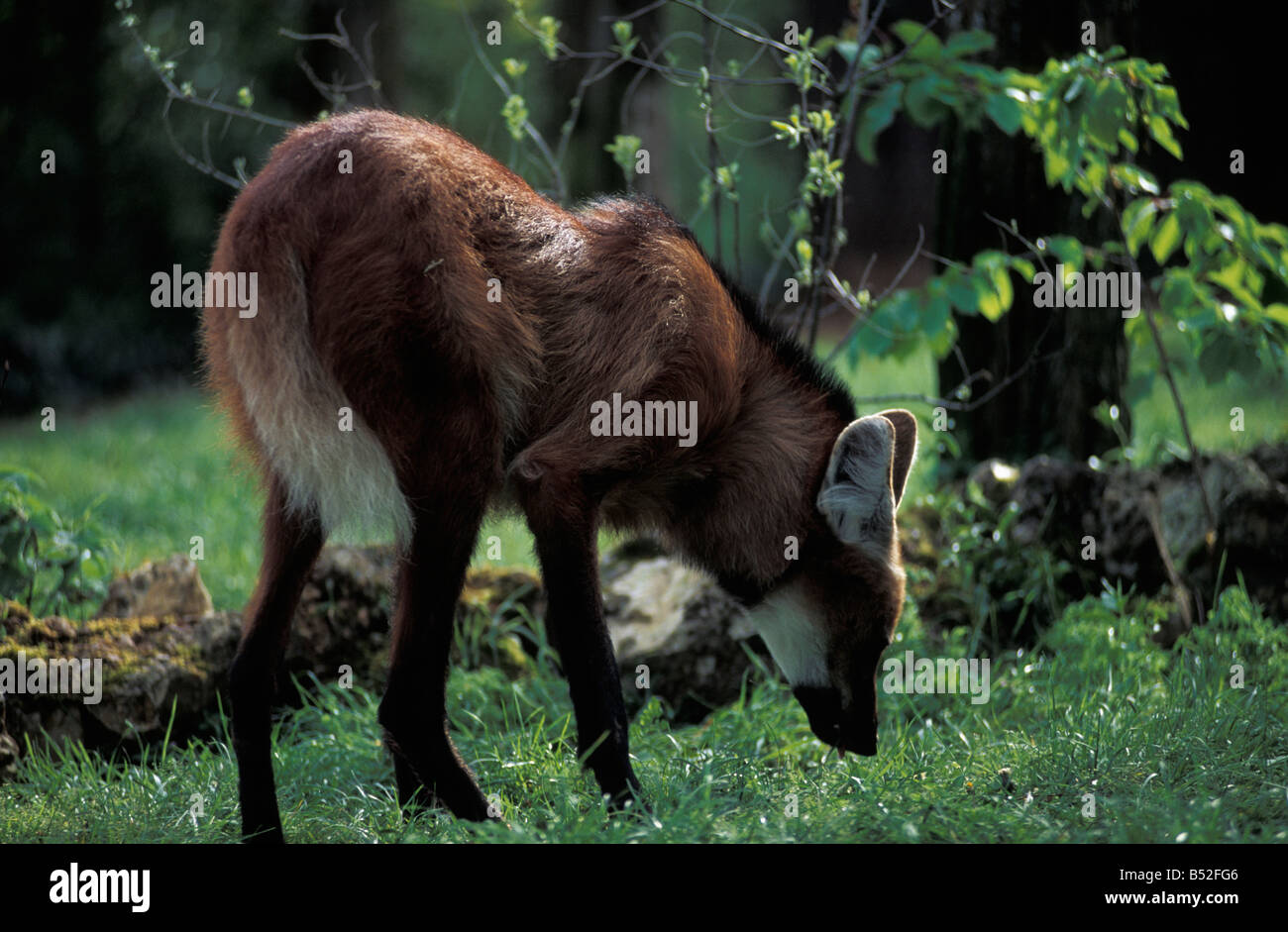 Un loup loup à crinière Chrysocyon brachyurus ferme équestre lo casau Amérique adultes animaux animaux animaux en mouvement des bêtes de proie horizontale les canidés Banque D'Images