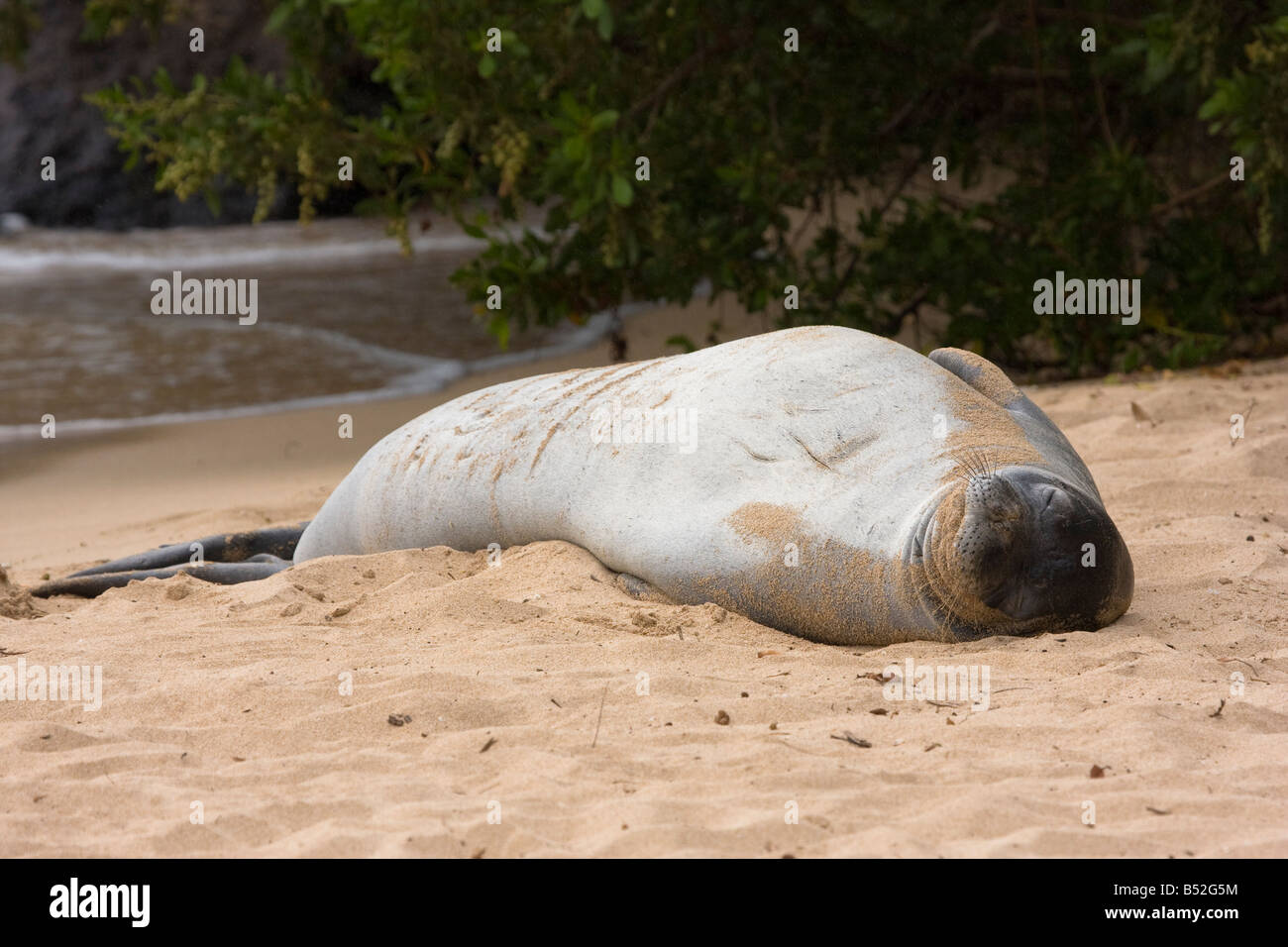 Un phoque moine Hawaiien, Monachus schauinslandi, endémiques et menacées, repose dans le sable dans la Baie de Kapalua, Hawaii. Banque D'Images