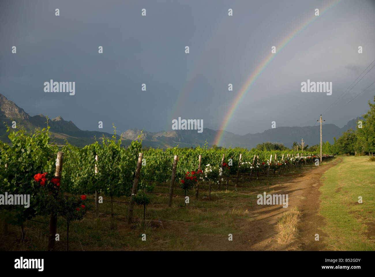 Arc-en-ciel au-dessus des vignobles de Stellenbosch, Western Cape, Afrique du Sud Banque D'Images